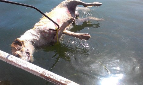 Κτηνωδία στη Φθιώτιδα: Αγνωστος έδεσε τα πόδια σκύλου, του κρέμασε πέτρα στο λαιμό και τον πέταξε στη θάλασσα [εικόνες] | iefimerida.gr 3