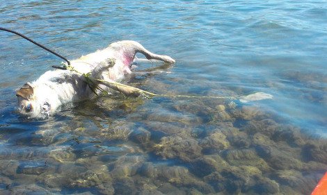 Κτηνωδία στη Φθιώτιδα: Αγνωστος έδεσε τα πόδια σκύλου, του κρέμασε πέτρα στο λαιμό και τον πέταξε στη θάλασσα [εικόνες] | iefimerida.gr 4