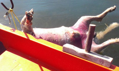 Κτηνωδία στη Φθιώτιδα: Αγνωστος έδεσε τα πόδια σκύλου, του κρέμασε πέτρα στο λαιμό και τον πέταξε στη θάλασσα [εικόνες] | iefimerida.gr 5