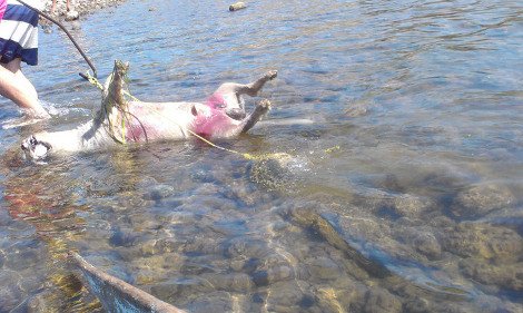 Κτηνωδία στη Φθιώτιδα: Αγνωστος έδεσε τα πόδια σκύλου, του κρέμασε πέτρα στο λαιμό και τον πέταξε στη θάλασσα [εικόνες] | iefimerida.gr 0