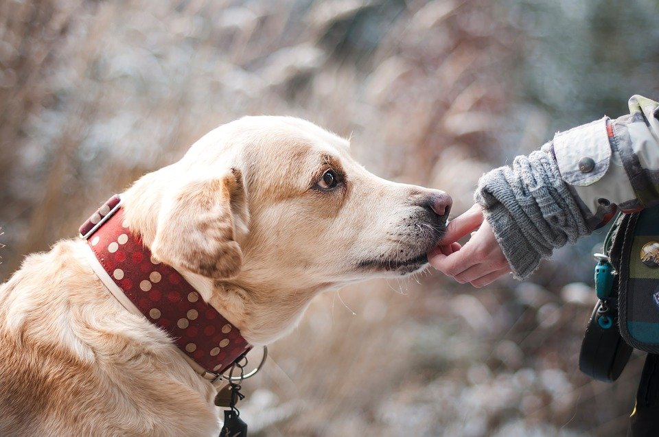 Dogs' Voice: Για πόλεις χωρίς αδέσποτα | iefimerida.gr 1