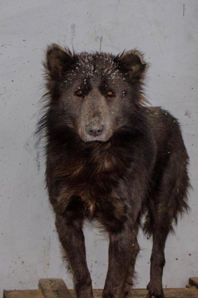 Μυστήριο με τον αδέσποτο σκύλο με τη μουσούδα αρκούδας [εικόνες] | iefimerida.gr 0
