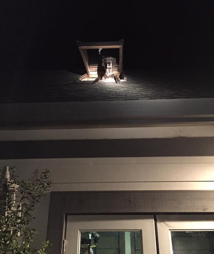 Αστυνομικοί πήγαν να πιάσουν διαρρήκτες και κατέληξαν να βρουν... τον σκύλο του σπιτιού [εικόνες] | iefimerida.gr 0