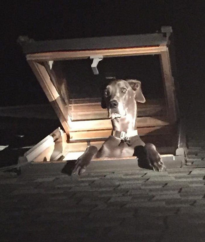 Αστυνομικοί πήγαν να πιάσουν διαρρήκτες και κατέληξαν να βρουν... τον σκύλο του σπιτιού [εικόνες] | iefimerida.gr 1