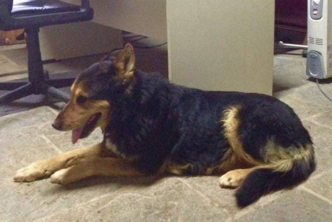 Eφυγε ο Στέργιος, ο φύλακας-άγγελος του χιονοδρομικού κέντρου Παρνασσού [εικόνες] | iefimerida.gr 1