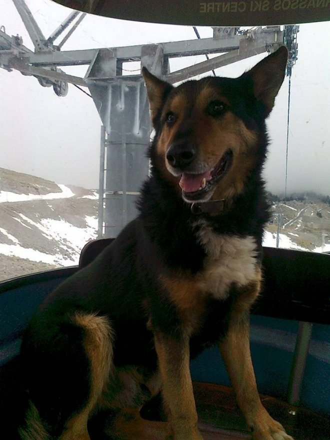 Eφυγε ο Στέργιος, ο φύλακας-άγγελος του χιονοδρομικού κέντρου Παρνασσού [εικόνες] | iefimerida.gr 3