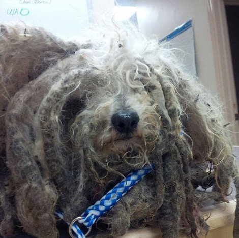 Καρέ καρέ η συγκινητική μεταμόρφωση - αναγέννηση ενός εγκαταλειμμένου σκύλου [εικόνες] | iefimerida.gr 1