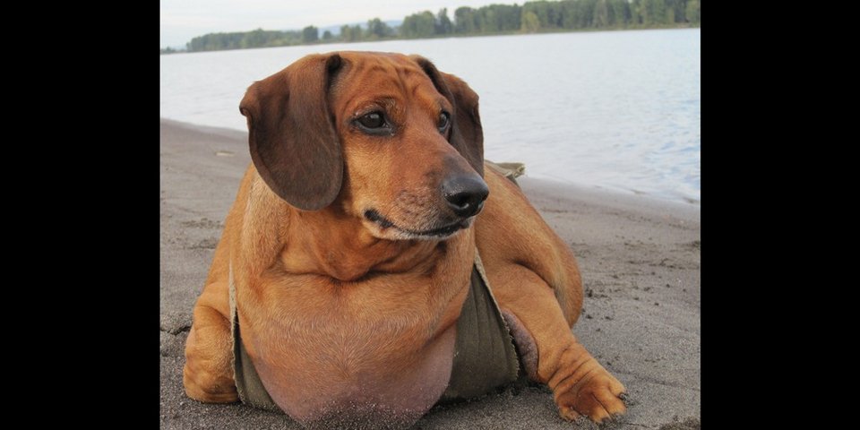 Υπέρβαρος σκύλος κάνει δίαιτα και πλαστική και χάνει 24 κιλά [εικόνες] | iefimerida.gr 0