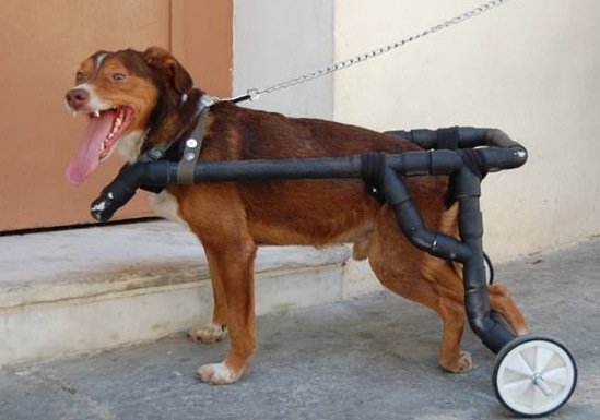 Συγκινητικό: Ελληνας υδραυλικός βοηθάει ανάπηρα σκυλάκια να περπατήσουν ξανά [εικόνες] | iefimerida.gr 4