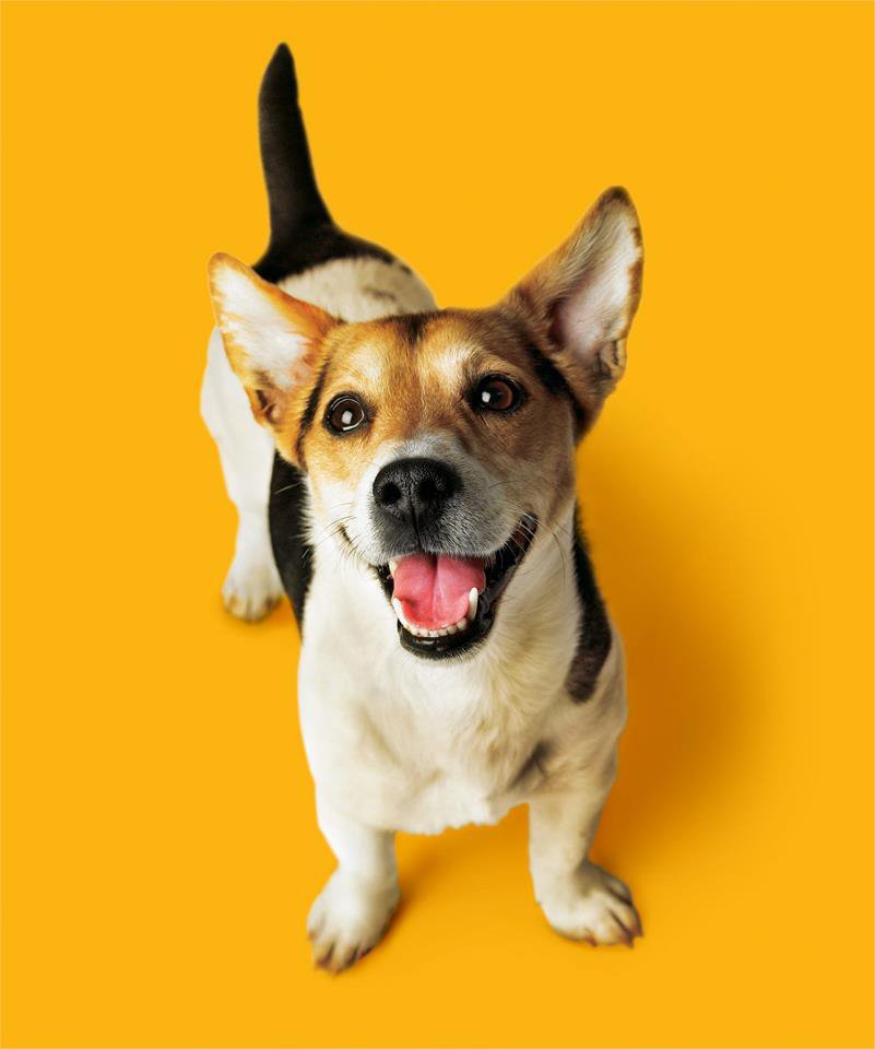Μήνας Στοματικής Φροντίδας Pedigree DentaStix -Κάνετε δωρεάν οδοντικό έλεγχο στο σκύλο σας | iefimerida.gr 1