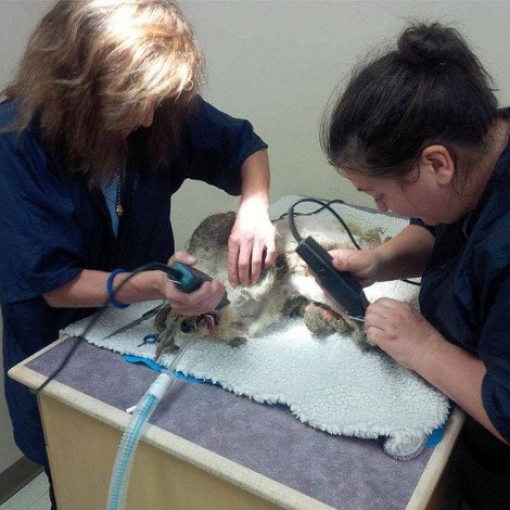 Καρέ καρέ η συγκινητική μεταμόρφωση - αναγέννηση ενός εγκαταλειμμένου σκύλου [εικόνες] | iefimerida.gr 2