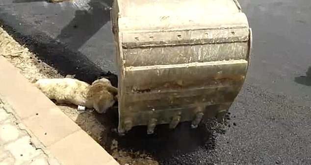 Φρίκη: Ασφαλτόστρωσαν σκύλο που κοιμόταν στην άκρη του δρόμου [εικόνες & βίντεο] | iefimerida.gr 1