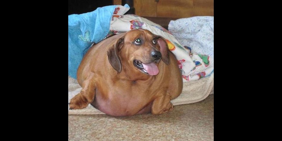 Υπέρβαρος σκύλος κάνει δίαιτα και πλαστική και χάνει 24 κιλά [εικόνες] | iefimerida.gr 1