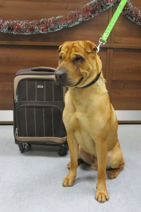 Εγκατέλειψαν σκύλο δεμένο σε βαλίτσα με τα πράγματά του [εικόνες] | iefimerida.gr 1