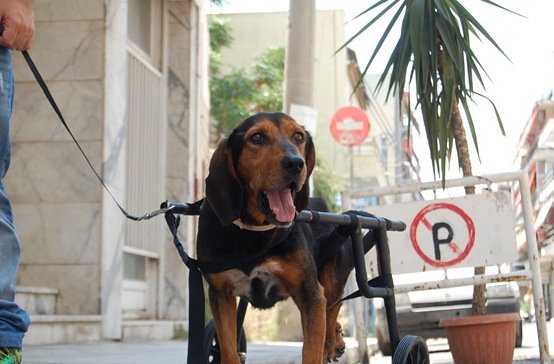 Συγκινητικό: Ελληνας υδραυλικός βοηθάει ανάπηρα σκυλάκια να περπατήσουν ξανά [εικόνες] | iefimerida.gr 3