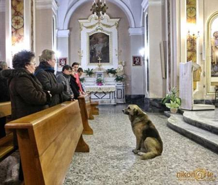 Σκύλος πήγαινε καθημερινά στην εκκλησία περιμένοντας τη γυναίκα που τον μεγάλωσε [εικόνες] | iefimerida.gr 2