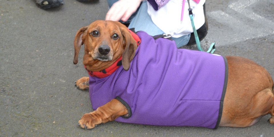 Υπέρβαρος σκύλος κάνει δίαιτα και πλαστική και χάνει 24 κιλά [εικόνες] | iefimerida.gr 2