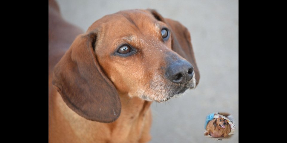 Υπέρβαρος σκύλος κάνει δίαιτα και πλαστική και χάνει 24 κιλά [εικόνες] | iefimerida.gr 3