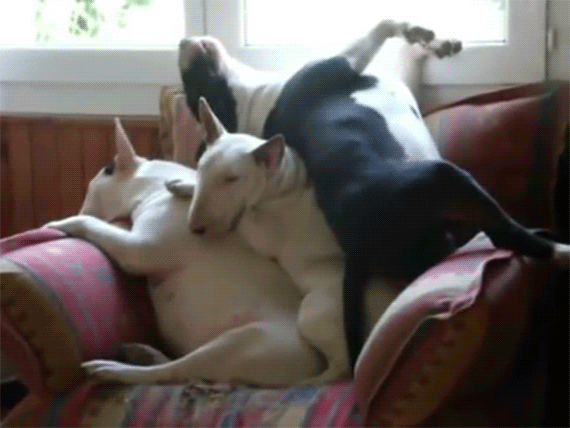 Πώς κοιμούνται τρία Μπουλ Τεριέ σε μια πολυθρόνα -Ξεκαρδιστικές στιγμές [βίντεο] | iefimerida.gr 0