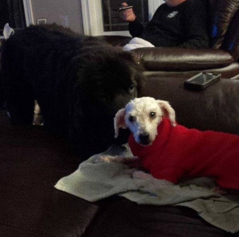 Καρέ καρέ η συγκινητική μεταμόρφωση - αναγέννηση ενός εγκαταλειμμένου σκύλου [εικόνες] | iefimerida.gr 4