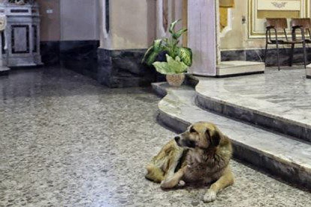 Σκύλος πήγαινε καθημερινά στην εκκλησία περιμένοντας τη γυναίκα που τον μεγάλωσε [εικόνες] | iefimerida.gr 4