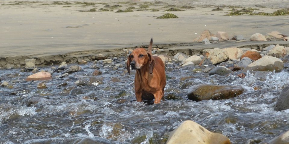 Υπέρβαρος σκύλος κάνει δίαιτα και πλαστική και χάνει 24 κιλά [εικόνες] | iefimerida.gr 4