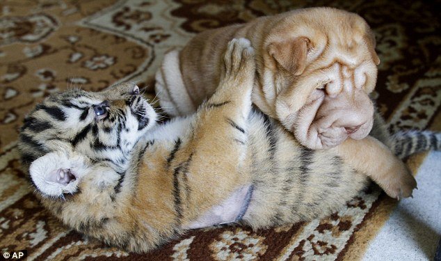 Θηλυκό Σαρ-Πέι υιοθέτησε δύο μικρά τιγράκια Σιβηρίας [εικόνες] | iefimerida.gr 4