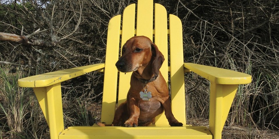 Υπέρβαρος σκύλος κάνει δίαιτα και πλαστική και χάνει 24 κιλά [εικόνες] | iefimerida.gr 5