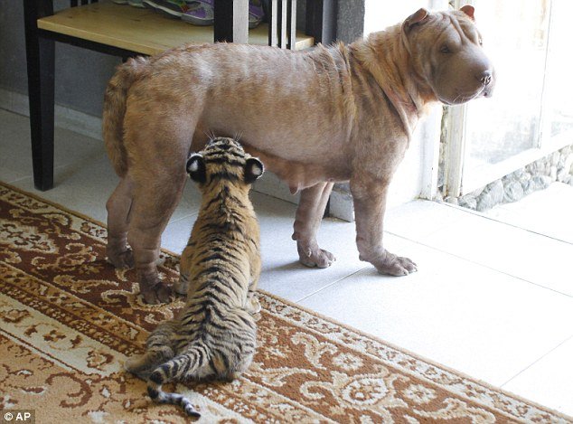 Θηλυκό Σαρ-Πέι υιοθέτησε δύο μικρά τιγράκια Σιβηρίας [εικόνες] | iefimerida.gr 5