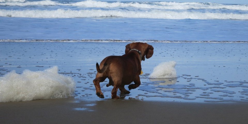 Υπέρβαρος σκύλος κάνει δίαιτα και πλαστική και χάνει 24 κιλά [εικόνες] | iefimerida.gr 7