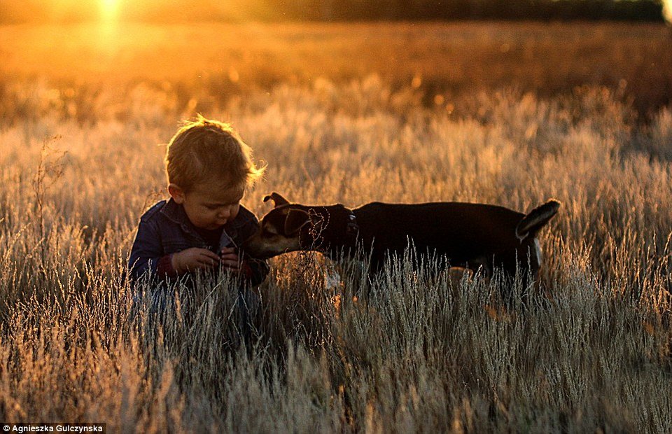 Ελιωσε το Ιντερνετ: Η σχέση αγάπης και... ύπνου ενός 2χρονου με τα 3 σκυλιά του [εικόνες] | iefimerida.gr 9