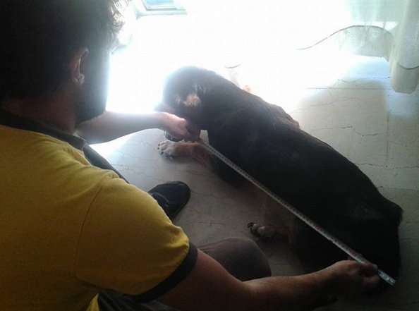 Συγκινητικό: Ελληνας υδραυλικός βοηθάει ανάπηρα σκυλάκια να περπατήσουν ξανά [εικόνες] | iefimerida.gr 2