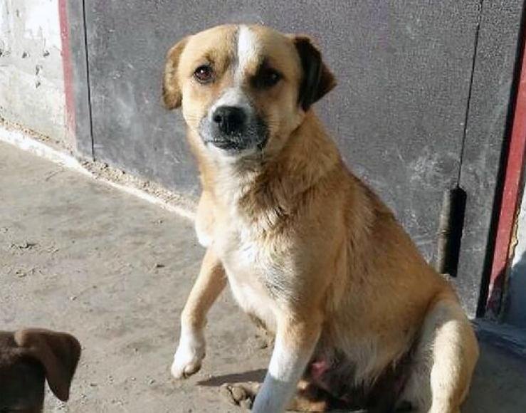 Σπαρακτικό βίντεο: Σκυλίτσα κυνηγά το ΙΧ της αφεντικίνας της που την παράτησε στο δάσος [βίντεο]  | iefimerida.gr 0