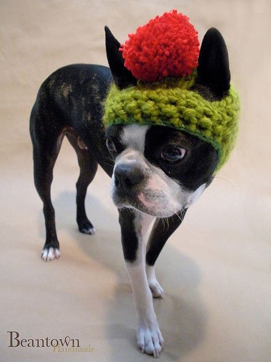 Η απίστευτη ιστορία του Bean, του σκύλου-μοντέλο [εικόνες & βίντεο]  | iefimerida.gr 3