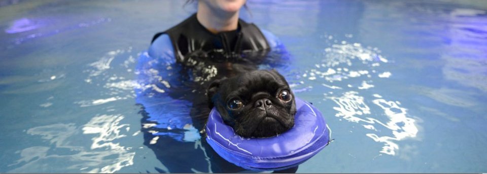 Σκυλίσια ζωή σε επαύλεις, με πάρτι και γιόγκα: Τα εξωφρενικά έξοδα των φιλόζωων για τα κατοικίδιά τους [εικόνες] | iefimerida.gr 0