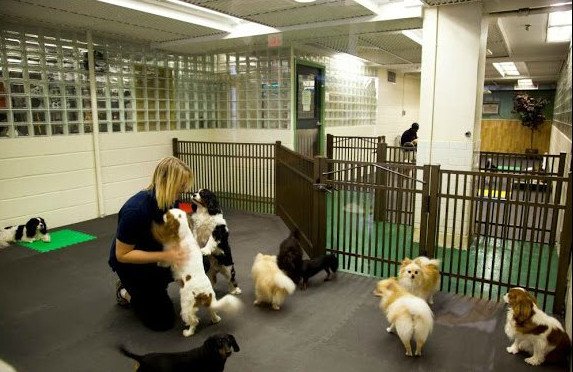 Σκυλίσια ζωή σε επαύλεις, με πάρτι και γιόγκα: Τα εξωφρενικά έξοδα των φιλόζωων για τα κατοικίδιά τους [εικόνες] | iefimerida.gr 2