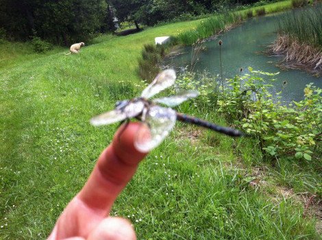 Πώς ένα όμορφο σκυλάκι μπορεί να «καταστρέψει» ένα φωτογραφικό στιγμιότυπο... [εικόνες] | iefimerida.gr 8