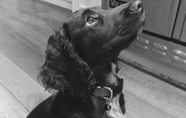 Η σκυλίτσα των Μπέκαμ έγινε σταρ στο Instagram [εικόνες] | iefimerida.gr 5