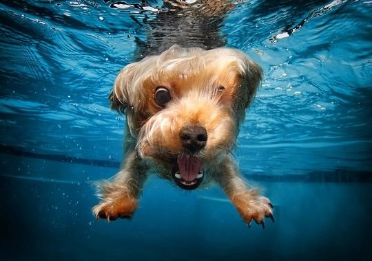 Κουτάβια κάνουν μακροβούτια: Μετά το «Underwater Dogs» ήρθε το «Underwater Puppies» [εικόνες] | iefimerida.gr 0