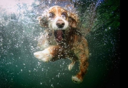 Κουτάβια κάνουν μακροβούτια: Μετά το «Underwater Dogs» ήρθε το «Underwater Puppies» [εικόνες] | iefimerida.gr 5