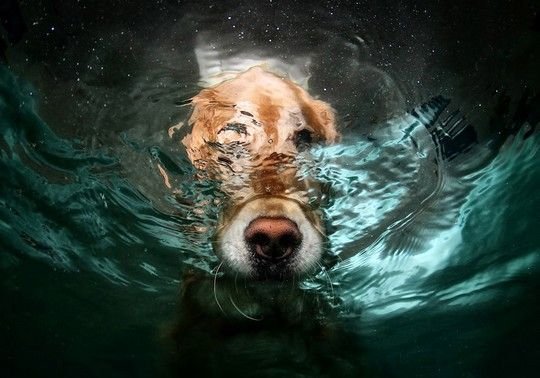 Κουτάβια κάνουν μακροβούτια: Μετά το «Underwater Dogs» ήρθε το «Underwater Puppies» [εικόνες] | iefimerida.gr 1