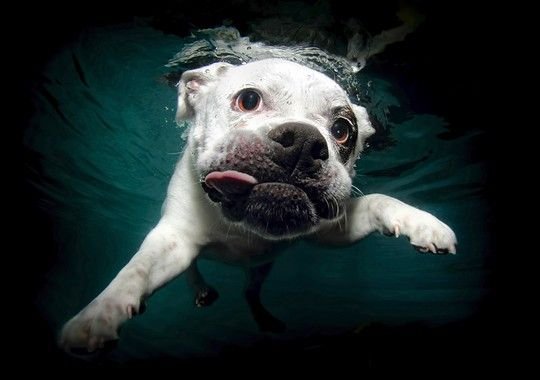 Κουτάβια κάνουν μακροβούτια: Μετά το «Underwater Dogs» ήρθε το «Underwater Puppies» [εικόνες] | iefimerida.gr 2