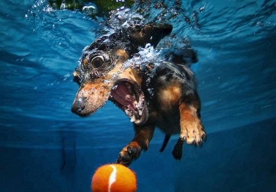Κουτάβια κάνουν μακροβούτια: Μετά το «Underwater Dogs» ήρθε το «Underwater Puppies» [εικόνες] | iefimerida.gr 3
