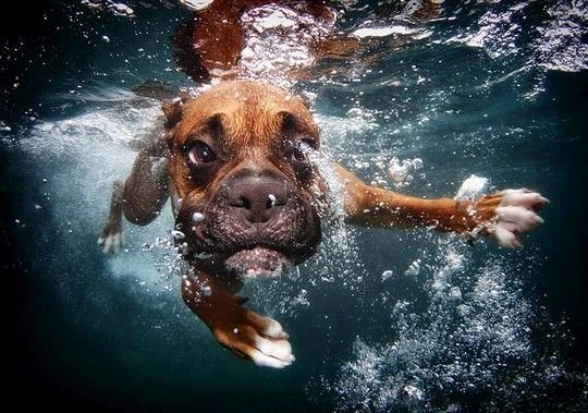 Κουτάβια κάνουν μακροβούτια: Μετά το «Underwater Dogs» ήρθε το «Underwater Puppies» [εικόνες] | iefimerida.gr 4