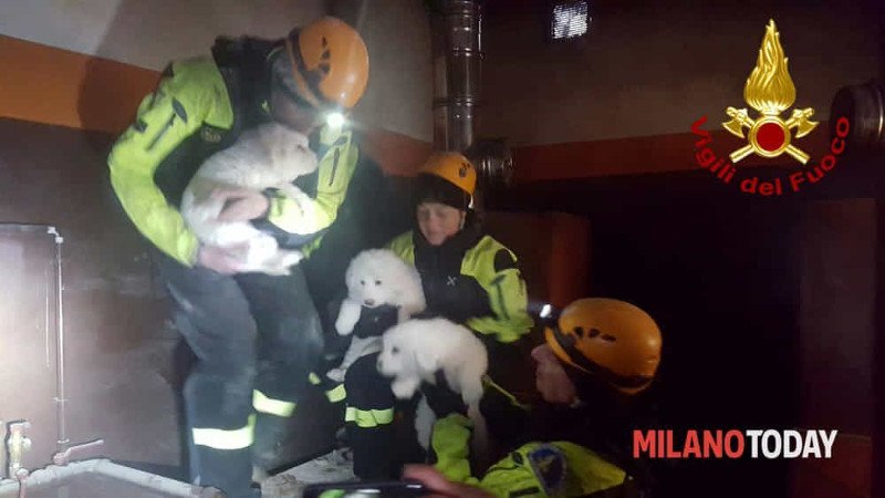 Ιταλία: Ανασύρθηκαν ζωντανά τρία κουταβάκια από το ξενοδοχείο Rigopiano [εικόνες & βίντεο] | iefimerida.gr 1