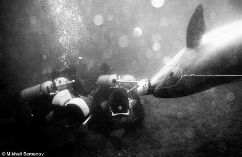 Το μυστικό όπλο των Ουκρανών που αυτομόλησε στη Ρωσία: Δελφίνια -δολοφόνοι που «φυτεύουν» και βόμβες [εικόνες] | iefimerida.gr 2