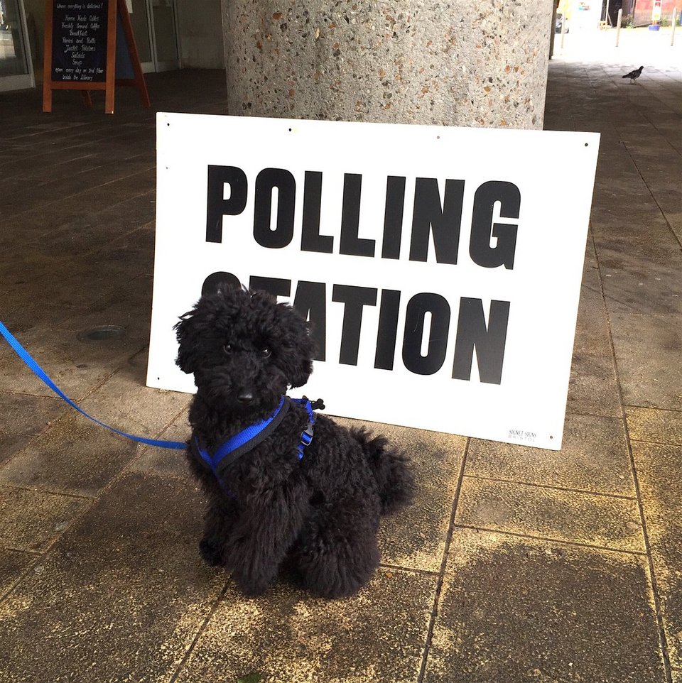 Οι Βρετανοί ψήφισαν μαζί με τα σκυλιά και τα άλογά τους -Φωτιά στο Twitter [εικόνες] | iefimerida.gr 1