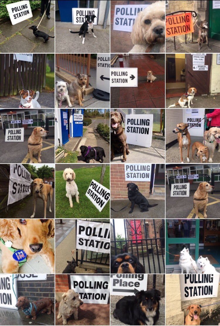 Οι Βρετανοί ψήφισαν μαζί με τα σκυλιά και τα άλογά τους -Φωτιά στο Twitter [εικόνες] | iefimerida.gr 2