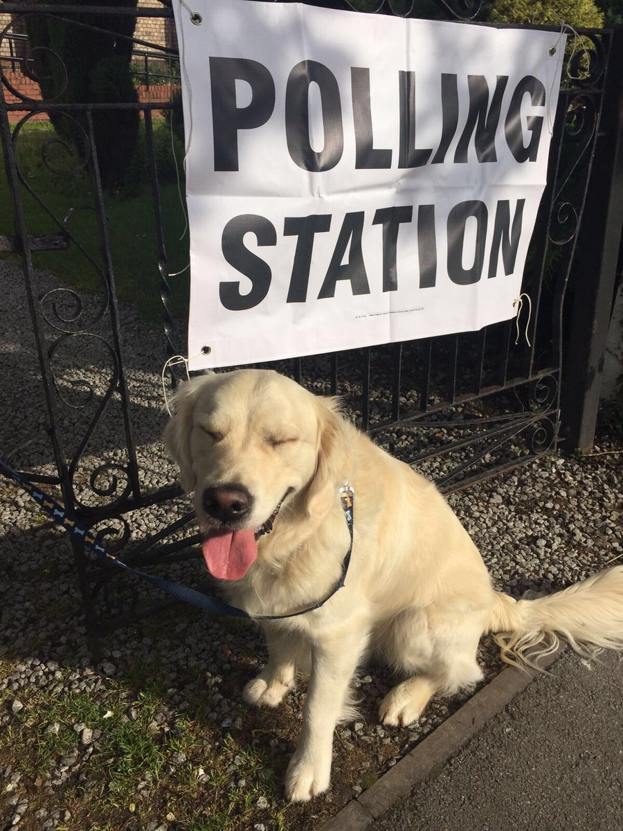 Οι Βρετανοί ψήφισαν μαζί με τα σκυλιά και τα άλογά τους -Φωτιά στο Twitter [εικόνες] | iefimerida.gr 3