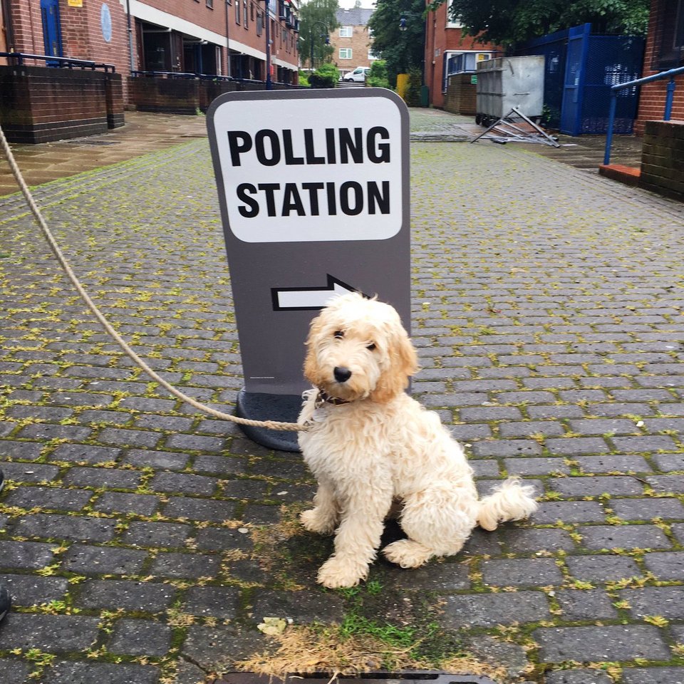 Οι Βρετανοί ψήφισαν μαζί με τα σκυλιά και τα άλογά τους -Φωτιά στο Twitter [εικόνες] | iefimerida.gr 4